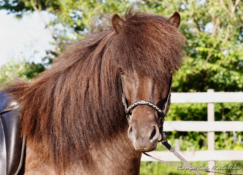 Aradis Mai2011 b.jpg - Aradis fra Strandarhoefdi